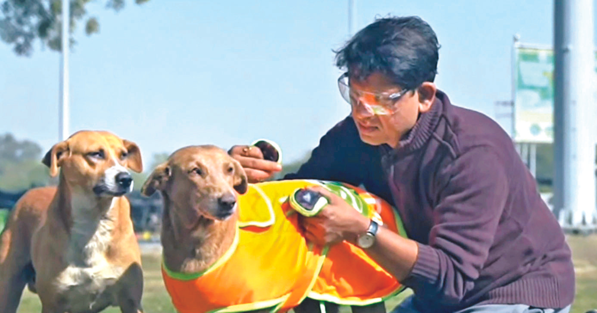 Noida NGO turns saviour for stray dogs in cold